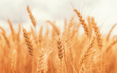 Weizenallergie-Glutenallergie-Weizen / Glutensensitivität