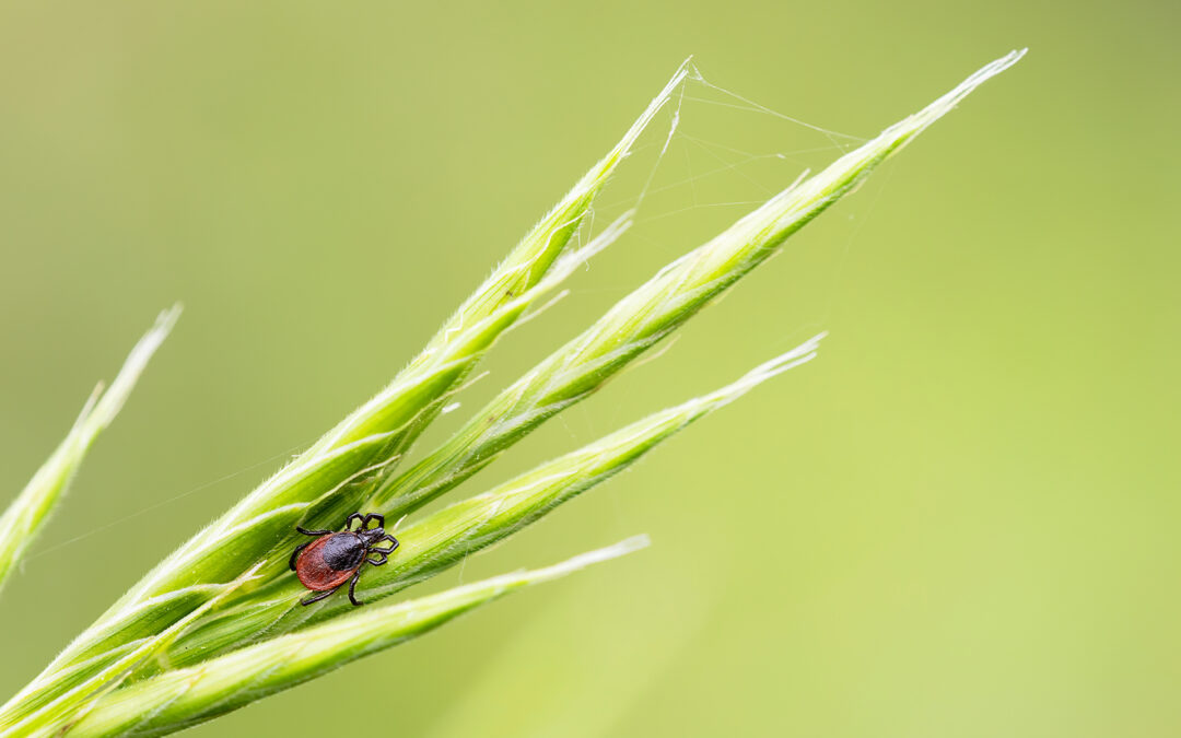 IHHT (Intervall-Hypoxie-Hyperoxietraining) und chronische Borreliose